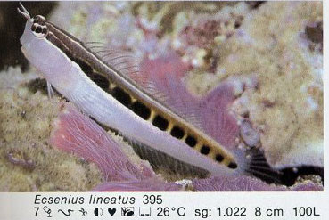 Ecsenius lineatus